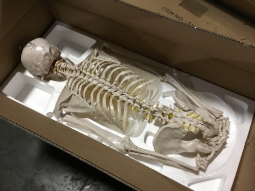Complete Life Size Skeleton - Lot 79