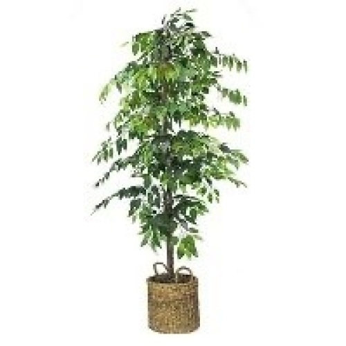 72" Artificial Ficus Tree- LCG Florals - Lot 2708
