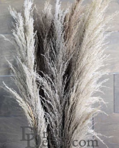 Dried Ornamental Pampass Grass- Dark Feather Stem - Lot 2966