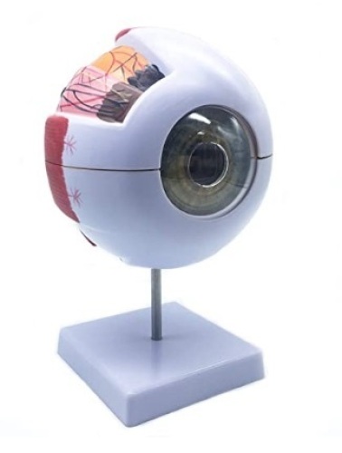 Human Eye Anatomical Model, Stand Not Included, E-Commerce Return - Lot 12