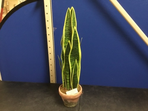 Sansevieria Artificial Snake Plant 26" - Appears New  - Lot 884