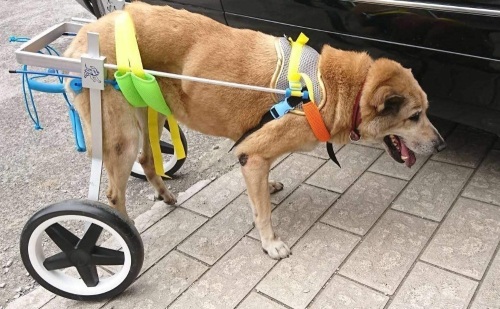 Newlife Mobility Two Wheel Adjustable Dog Wheelchair for Hind Leg Rehabilitation, Belly Band Specially for Spondylitis - Appears New   - Lot 1108