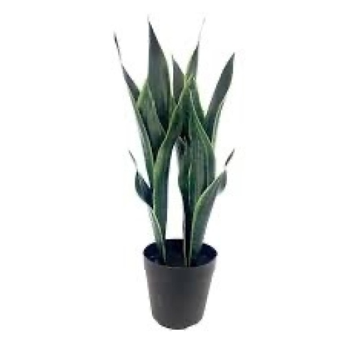 20" Potted Snake Plant - Lot 2276