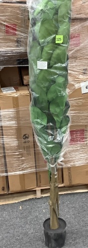 Outdoor Living Plant - Lot 125