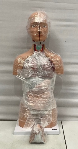 Axis Scientific Human Anatomy Torso, Appears new - Lot 275