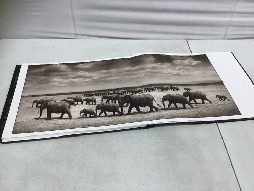 A Shadow Falls by Nick Brandt - Lot 231
