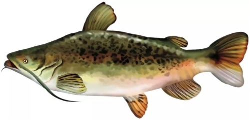 Giant Stuffed Catfish, E-Commerce Return, Small Rip - Lot 379