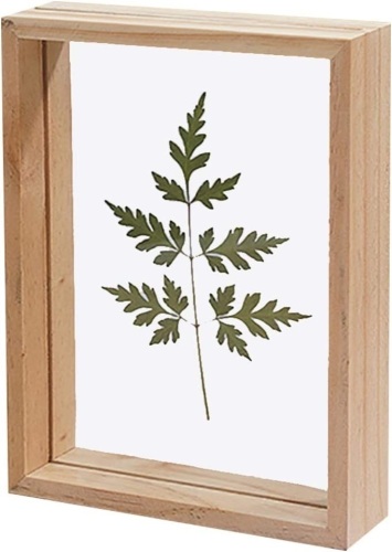 Double Sided Glass Pressed Flower Display Frame - Lot 380
