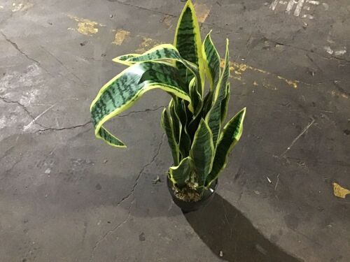 Artificial Snake Plant  - Lot 631
