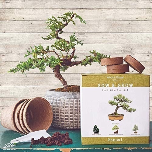 Nature's Blossom Bonsai Tree Kit - Lot 99
