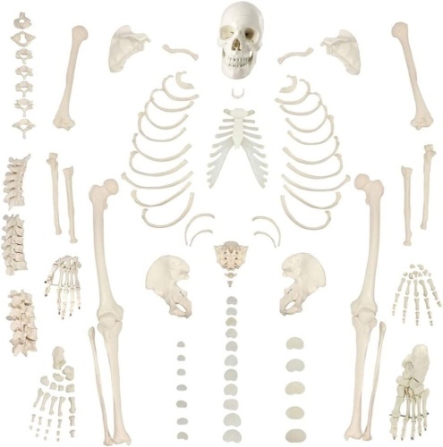 Evotech Disarticulated Human Skeleton Model - Lot 53