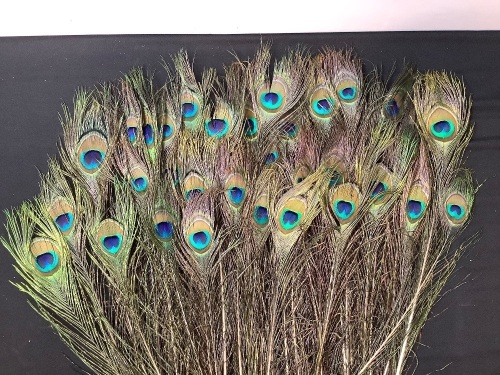 Lot of (41) Peacock Feathers - Lot 55