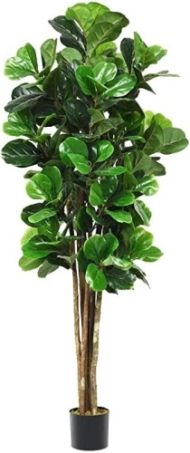 Fiddle Leaf Fig Tree, 5.5 Feet - Lot 413
