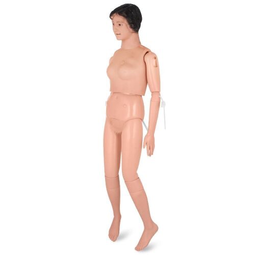 VEVOR Manikin for The Cure of The Patient Didactic Material in PVC Medical Training Teaching  - Lot 80
