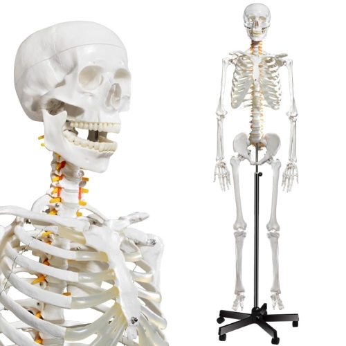 breesky Human Skeleton Model for Anatomy- Life Size Medical Human Skeleton Model with Nervous System 70.8 in with Rolling Stand for Medical Study  - Lot 2468