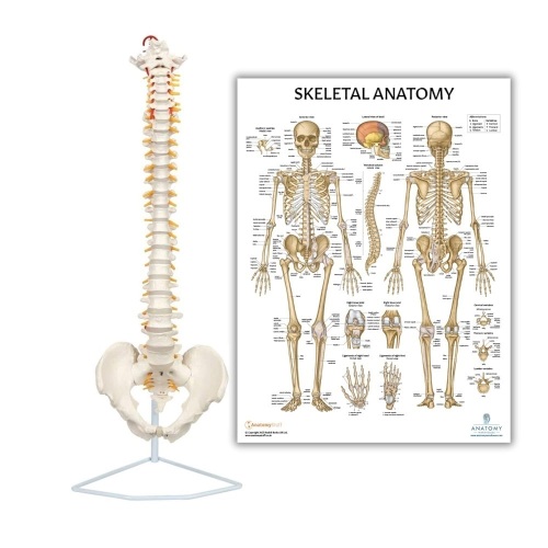 Axis Scientific Spine Model 34" Life Size Spinal Cord Model with Vertebrae, Nerves, Arteries, Lumbar Column, and Male Pelvis + Anatomy Lab Skeletal System Anatomical Poster - LAMINATED - 17.3" x 22.5" - Lot 216