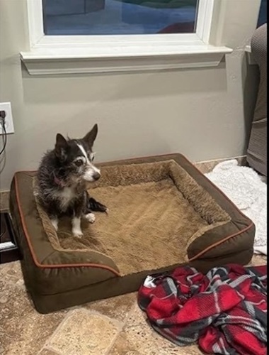 Dog bed cover - Lot 126