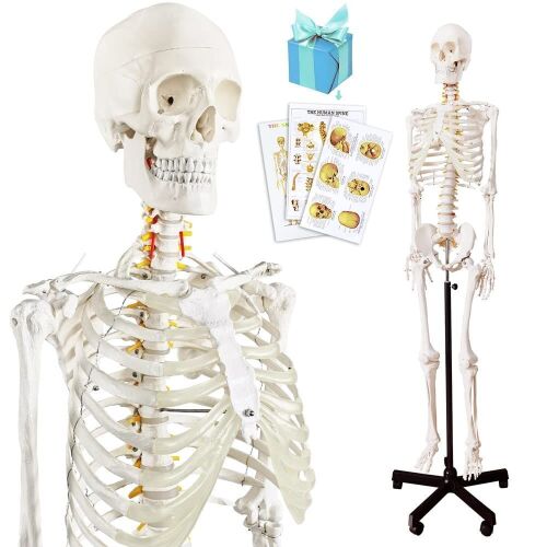 Anatomical Human Skeleton Model - Lot 424