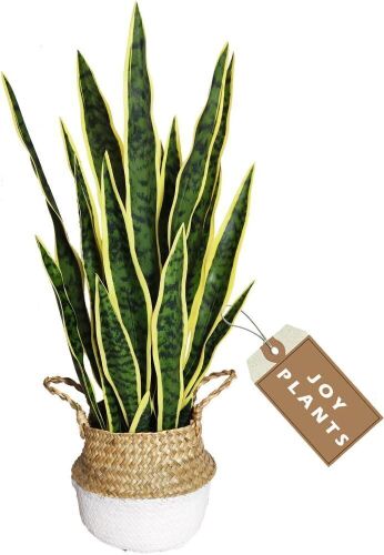 Artificial Snake Plant, 27" - Lot 114