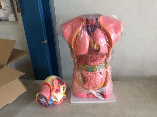 Anatomical Anatomy Teaching Model  - Lot 1058