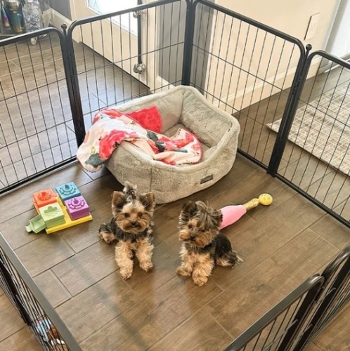 Homeplus Dog Playpen for Indoor Use-24" 8 panels  - Lot 67
