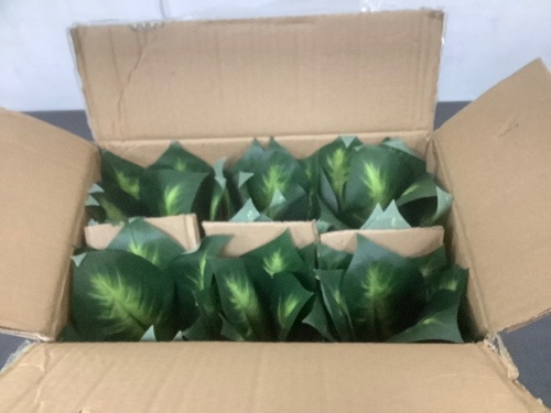 Calathea Plant Pot, 6-Pack - Lot 6184
