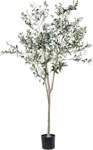 Lot of 2 Olive Tree 5ft and 6ft - Lot 249