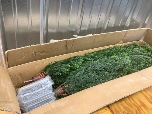 Artifical Cedar Topiaary Tree (Set of 2) - Lot 2527