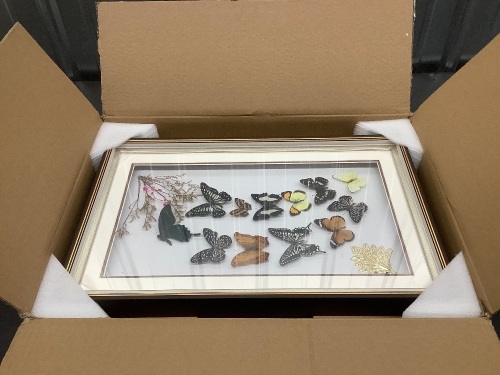 shadow box with butterflies - Lot 2656
