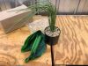 Artificial Potted Plant - Thumbnail 2