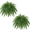 Artificial Boston Fern Bush- Set of 2 - Thumbnail 1