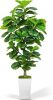 Artificial Fiddle Leaf Fig Tree 6ft - Thumbnail 1