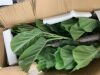 Artificial Fiddle Leaf Fig Tree 6ft - Thumbnail 4