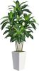 6FT Artificial Dracaena Tree - Thumbnail 1