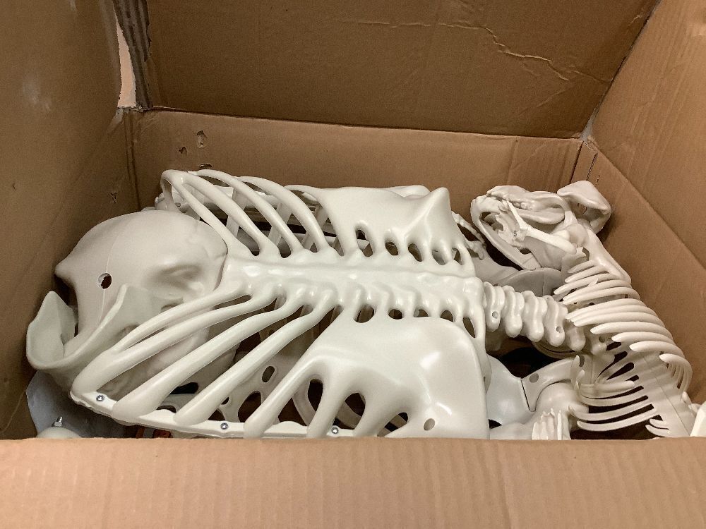 Halloween Skeleton 5.4FT Life Size Human Adult Skeletons with Skeleton Dog Halloween Decorations for Indoor Outdoor Garden Lawn,Haunted House Props, Spooky Scene Party Decor - Image 2 - Lot 8105