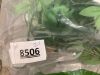Artificial Wisteria Flowers - Thumbnail 4