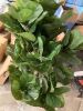 Artificial Fiddle Leaf Fig Tree - Thumbnail 2