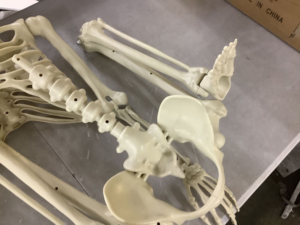 Dog & Human Skeleton Decorations - Image 4 - Lot 241