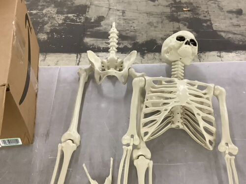 Plastic Skeleton - Needs Hip & Mouth Repaired - Lot 680