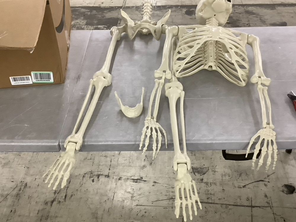Plastic Skeleton - Needs Hip & Mouth Repaired - Image 2 - Lot 680