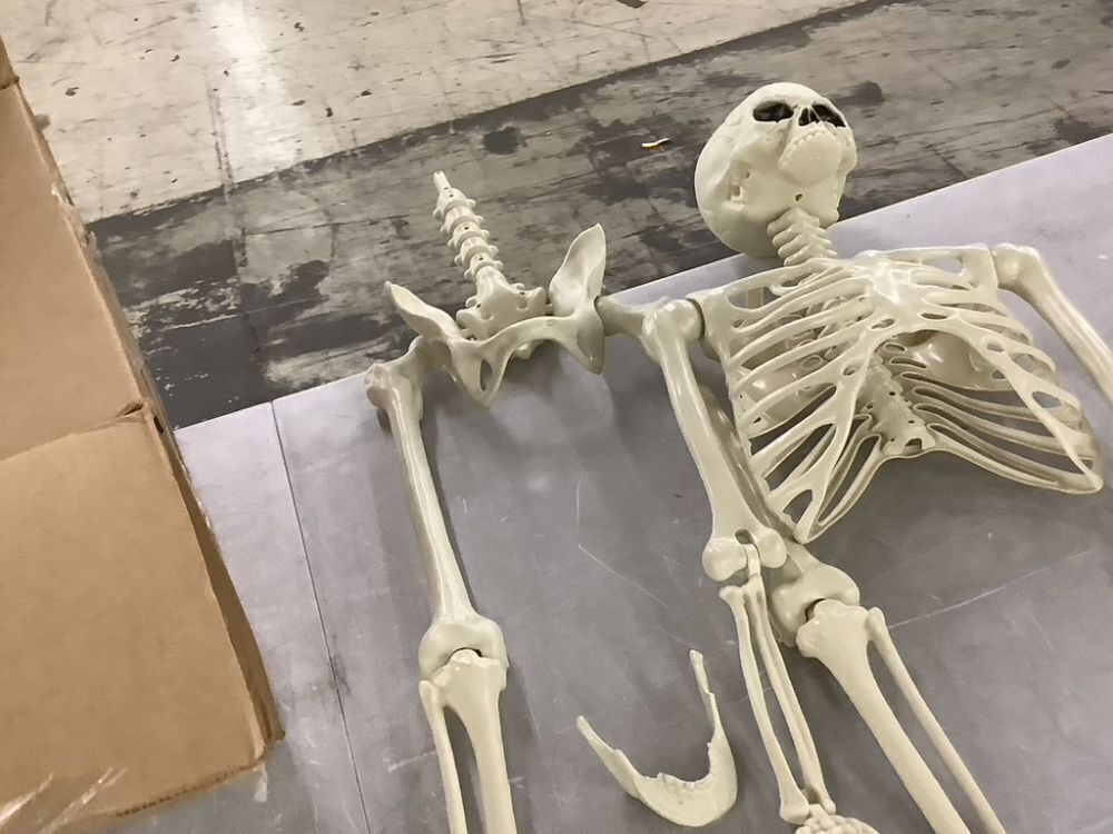 Plastic Skeleton - Needs Hip & Mouth Repaired - Image 3 - Lot 680