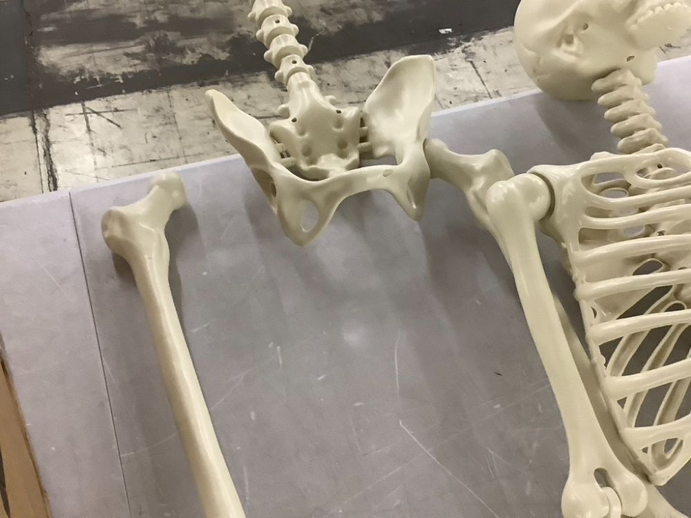 Plastic Skeleton - Needs Hip & Mouth Repaired - Image 4 - Lot 680