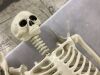 Plastic Skeleton - Needs Hip & Mouth Repaired - Thumbnail 5