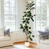6' Artificial Rubber Tree in White Pot - Thumbnail 1