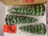 Set of 3 Pre-Lit Ceramic Tabletop Christmas Trees - Thumbnail 5