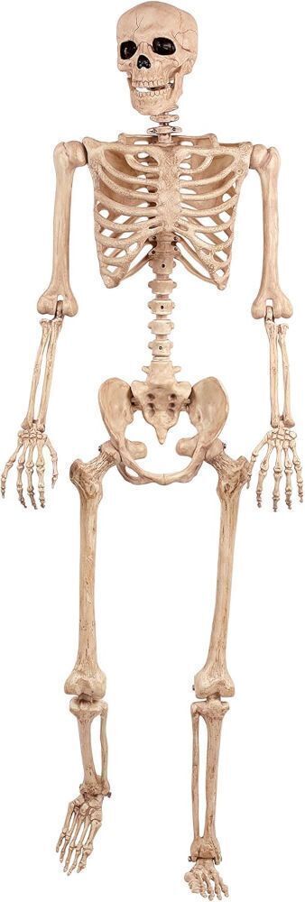 Crazy Bonez Original Pose-N-Stay Halloween Skeleton, 5 FT - Image 1 - Lot 680
