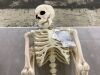 Crazy Bonez Original Pose-N-Stay Halloween Skeleton, 5 FT - Thumbnail 2