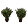 Nearly Natural 2 ft. Artificial Cedar Tree UV Resistant, Set of 2 - Thumbnail 1
