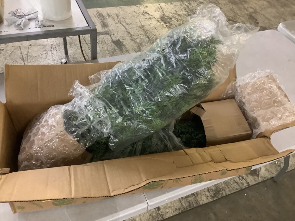 Nearly Natural 2 ft. Artificial Cedar Tree UV Resistant, Set of 2 - Image 2 - Lot 435JF