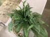 Nearly Natural Large Artificial Boston Fern Hanging Basket - Thumbnail 2